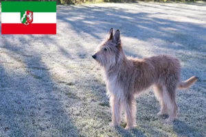 Read more about the article Berger de Picardie crescători și căței în Renania de Nord-Westfalia