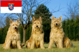 Read more about the article Berger de Picardie crescători și căței în Hessen