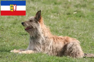 Read more about the article Berger de Picardie crescători și căței în Schleswig-Holstein