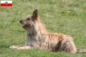 Read more about the article Berger de Picardie crescători și căței în Thuringia