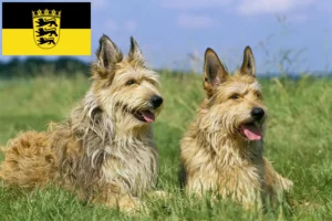 Read more about the article Berger de Picardie crescători și căței în Baden-Württemberg