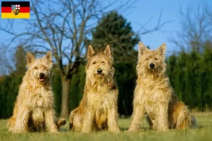 Read more about the article Berger de Picardie crescători și căței în Saarland