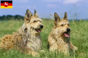 Read more about the article Berger de Picardie crescători și căței în Saxonia Inferioară