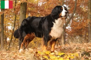 Read more about the article Bernese Mountain Dog Breeder și cățeluși în Italia