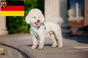 Read more about the article Bichon Frisé crescători și căței în Renania-Palatinat