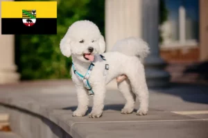 Read more about the article Bichon Frisé crescători și căței în Saxonia-Anhalt