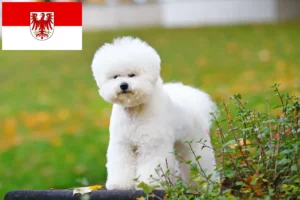 Read more about the article Bichon Frisé crescători și căței în Brandenburg