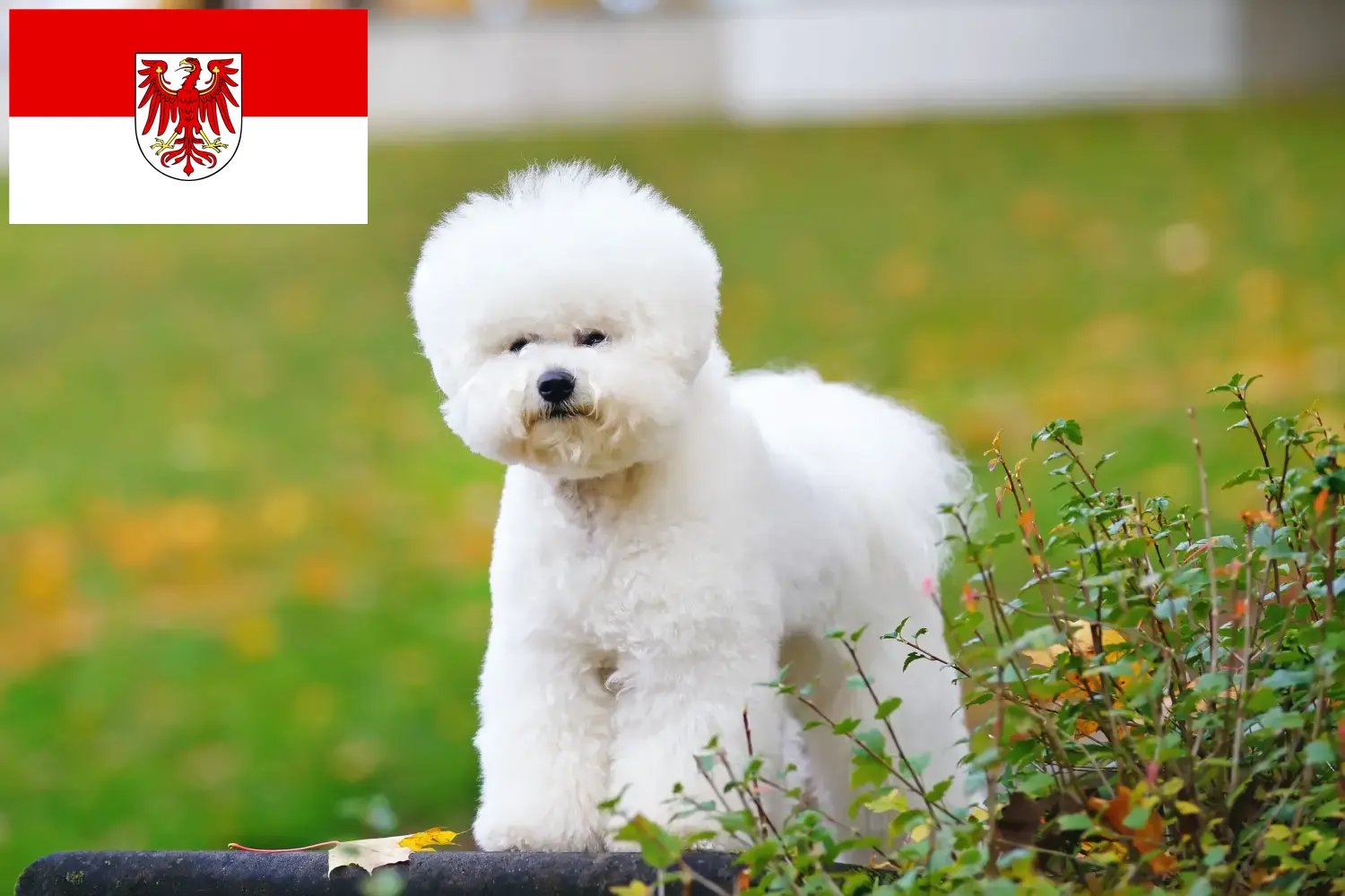 Read more about the article Bichon Frisé crescători și căței în Brandenburg