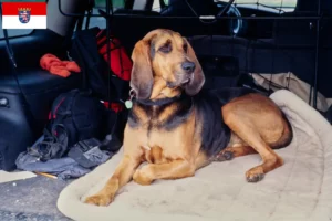 Read more about the article Bloodhound crescători și căței în Hessen