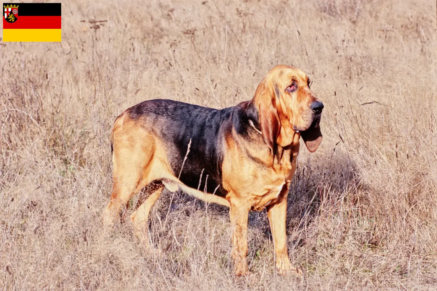 Read more about the article Bloodhound crescători și căței în Renania-Palatinat