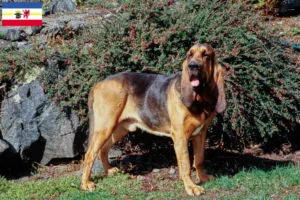 Read more about the article Crescători de Bloodhound și căței în Mecklenburg-Vorpommern
