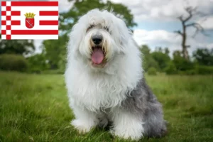 Read more about the article Bobtail crescători și căței în Bremen