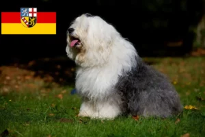 Read more about the article Bobtail crescători și căței în Saarland