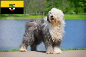 Read more about the article Bobtail crescători și căței în Saxonia-Anhalt
