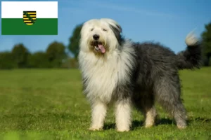 Read more about the article Bobtail crescători și căței în Saxonia