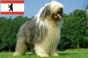 Read more about the article Bobtail crescători și căței în Berlin