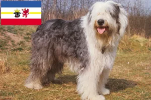 Read more about the article Bobtail crescători și căței în Mecklenburg-Vorpommern