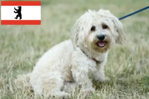 Read more about the article Crescători și căței Bolognese în Berlin