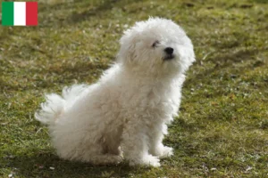 Read more about the article Crescători și căței Bolognese în Italia