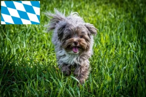 Read more about the article Bolonka Zwetna crescători și căței în Bavaria