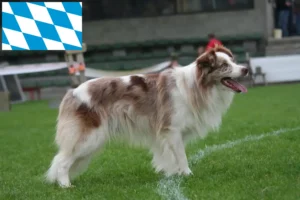 Read more about the article Crescători de Border Collie și căței în Bavaria