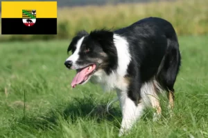 Read more about the article Crescători de Border Collie și căței în Saxonia-Anhalt