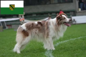 Read more about the article Crescători de Border Collie și căței în Saxonia