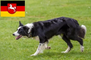 Read more about the article Crescători de Border Collie și căței în Saxonia Inferioară