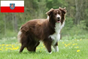 Read more about the article Crescători de Border Collie și căței în Thuringia