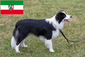 Read more about the article Crescători de Border Collie și căței în Renania de Nord-Westfalia