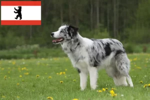 Read more about the article Border Collie crescători și căței în Berlin