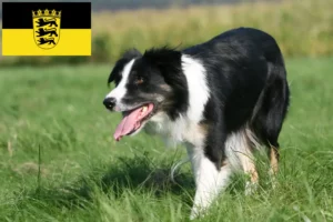 Read more about the article Crescători de Border Collie și căței în Baden-Württemberg