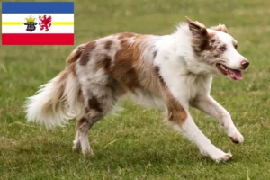 Read more about the article Crescători de Border Collie și căței în Mecklenburg-Vorpommern