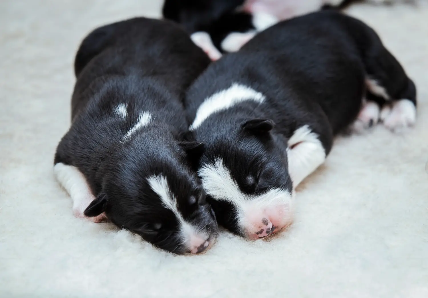 Cumpărarea unui cățeluș Border Collie înseamnă asumarea responsabilității! Cumpărați cățeluși Border Collie.