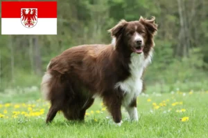Read more about the article Crescători de Border Collie și căței în Brandenburg
