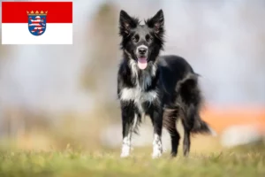 Read more about the article Crescători de Border Collie și căței în Hessen