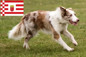 Read more about the article Border Collie crescători și căței în Bremen