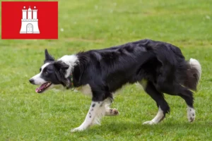 Read more about the article Border Collie crescători și căței în Hamburg