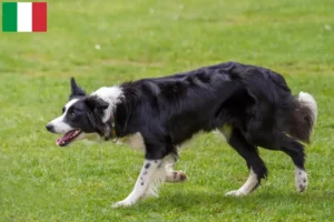 Read more about the article Border Collie crescători și căței în Italia