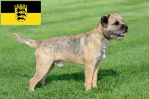 Read more about the article Border Terrier crescători și căței în Baden-Württemberg