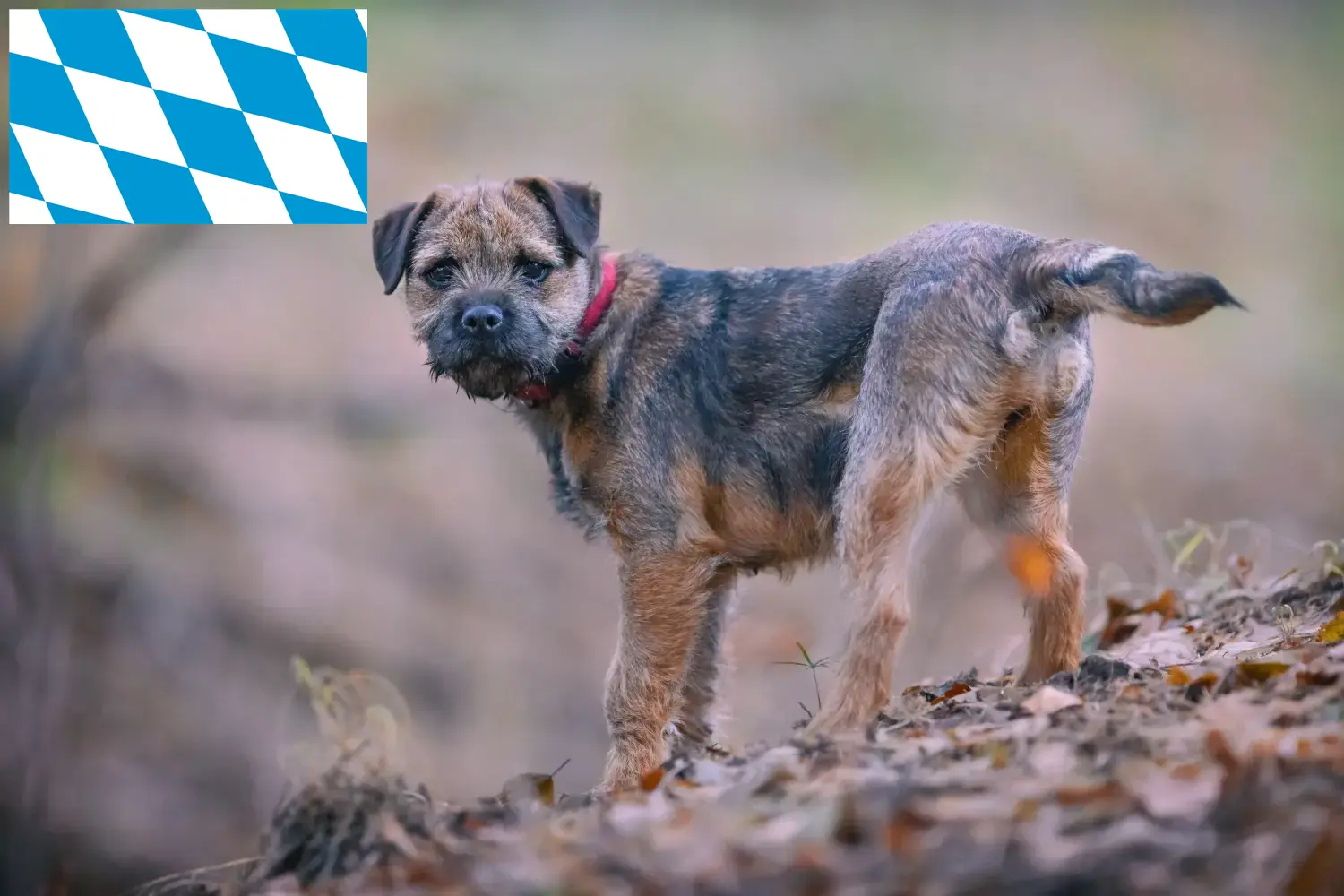Read more about the article Crescători de Border Terrier și căței în Bavaria