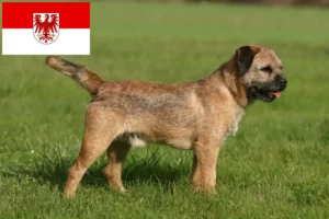 Read more about the article Crescători de Border Terrier și căței în Brandenburg