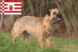 Read more about the article Border Terrier crescători și căței în Bremen