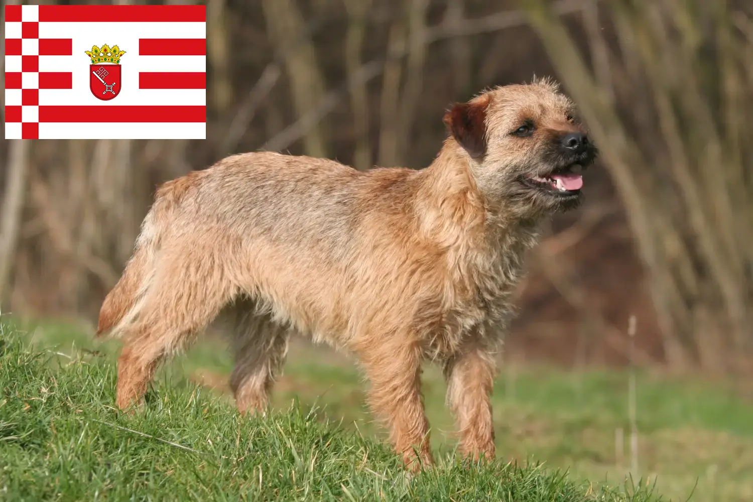 Read more about the article Border Terrier crescători și căței în Bremen