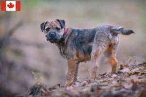 Read more about the article Border Terrier Crescători și căței în Canada