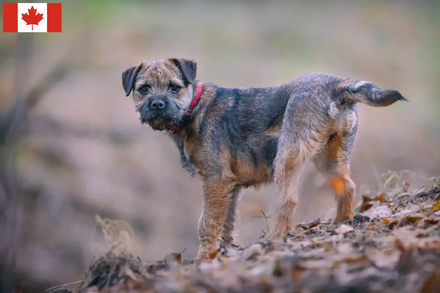 Border Terrier căței și crescători Canada Găsiți crescători de Border Terrier în Canada.