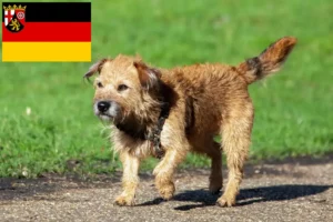 Read more about the article Border Terrier crescători și căței în Renania-Palatinat
