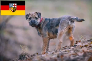 Read more about the article Crescători de Border Terrier și căței în Saarland