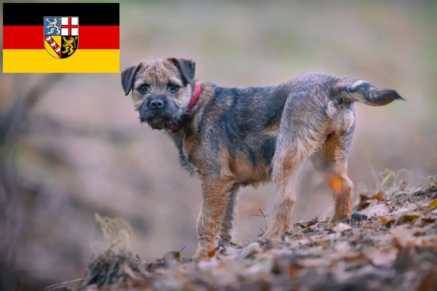 Border Terrier cățeluși și crescători Saarland Aici puteți găsi crescători de Border Terrier în Saarland.