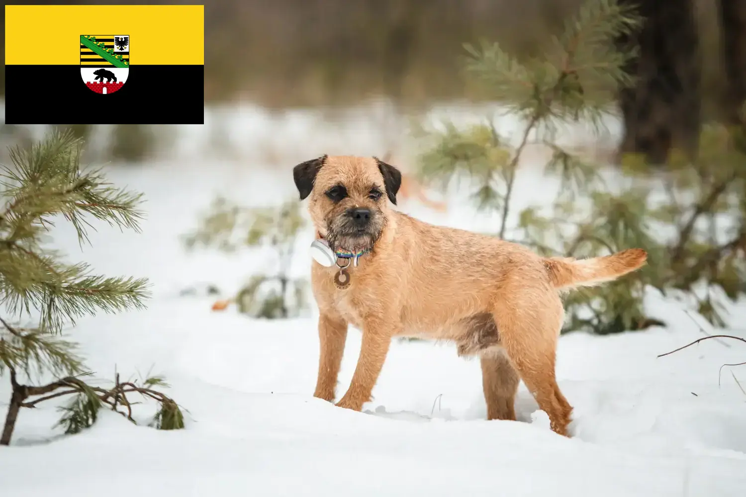 Read more about the article Border Terrier crescători și căței în Saxonia-Anhalt